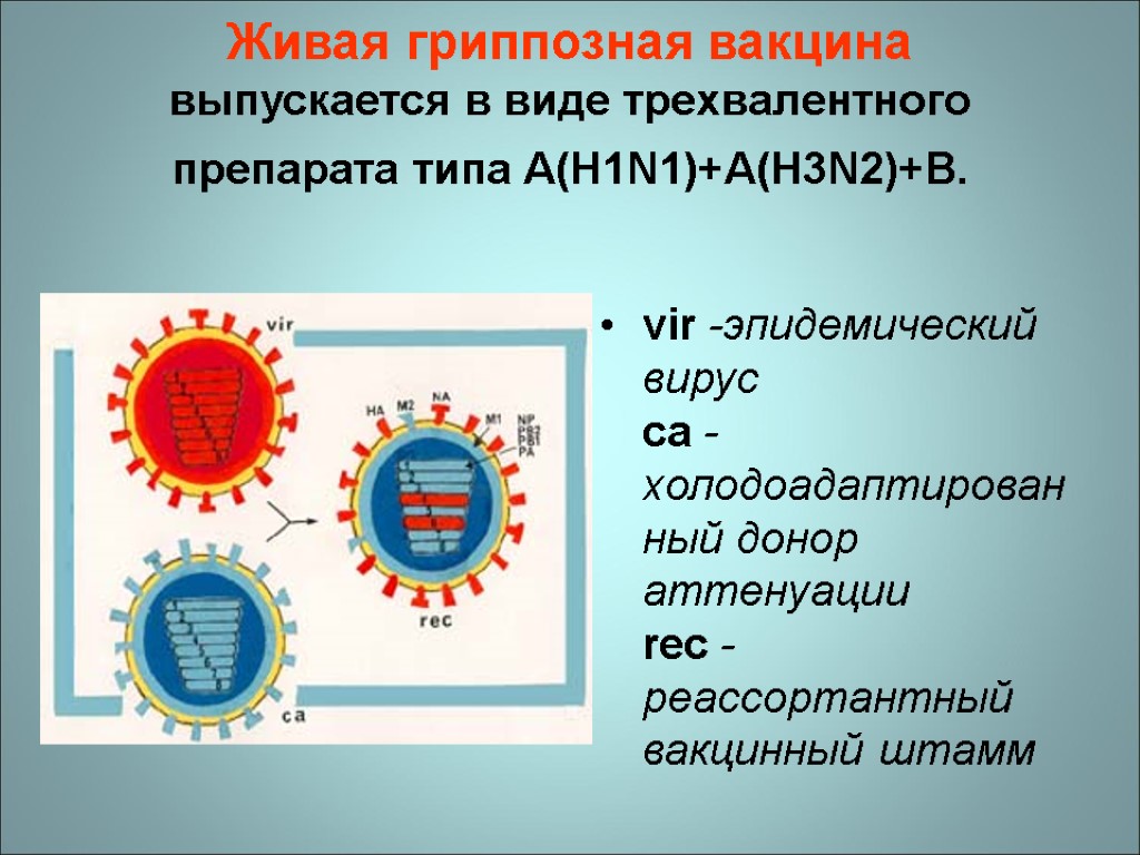 Живая гриппозная вакцина выпускается в виде трехвалентного препарата типа A(H1N1)+A(H3N2)+B. vir -эпидемический вирус ca